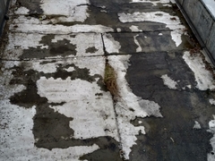 Phragmites australis