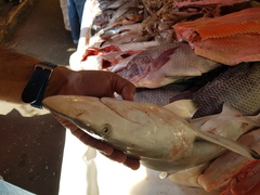 Carcharhinus brevipinna