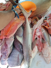 Carcharhinus brevipinna