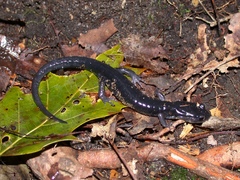 Plethodon metcalfi