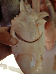 Carcharhinus brevipinna