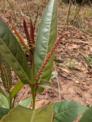 Painted Lipstick Plant (Excoecaria grahamii)