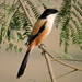 Long-tailed Shrike - Photo (c) Subhajit Roy, some rights reserved (CC BY-NC-ND), uploaded by Subhajit Roy