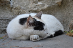 Felis catus