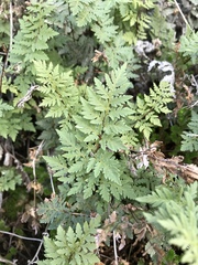 Myriopteris wrightii