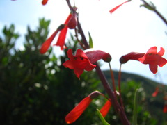 Penstemon centranthifolius