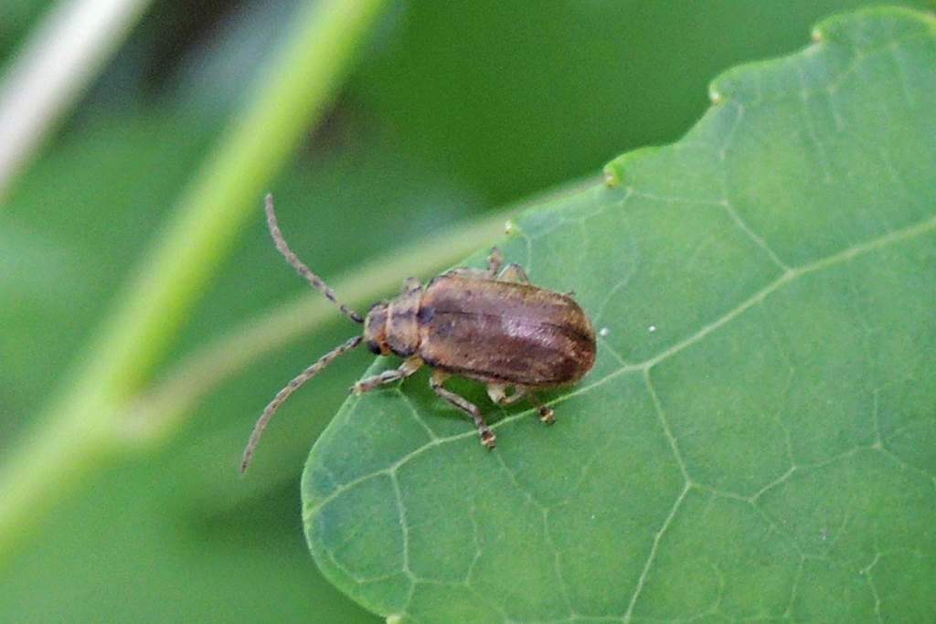 Viburnum Leaf Beetle