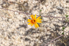 Adenophyllum speciosum