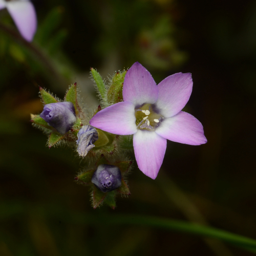 Gilia laciniata (Gilia laciniata)