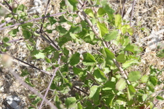 Adenophyllum speciosum