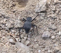 Philolithus aegrotus