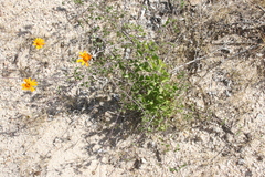 Adenophyllum speciosum