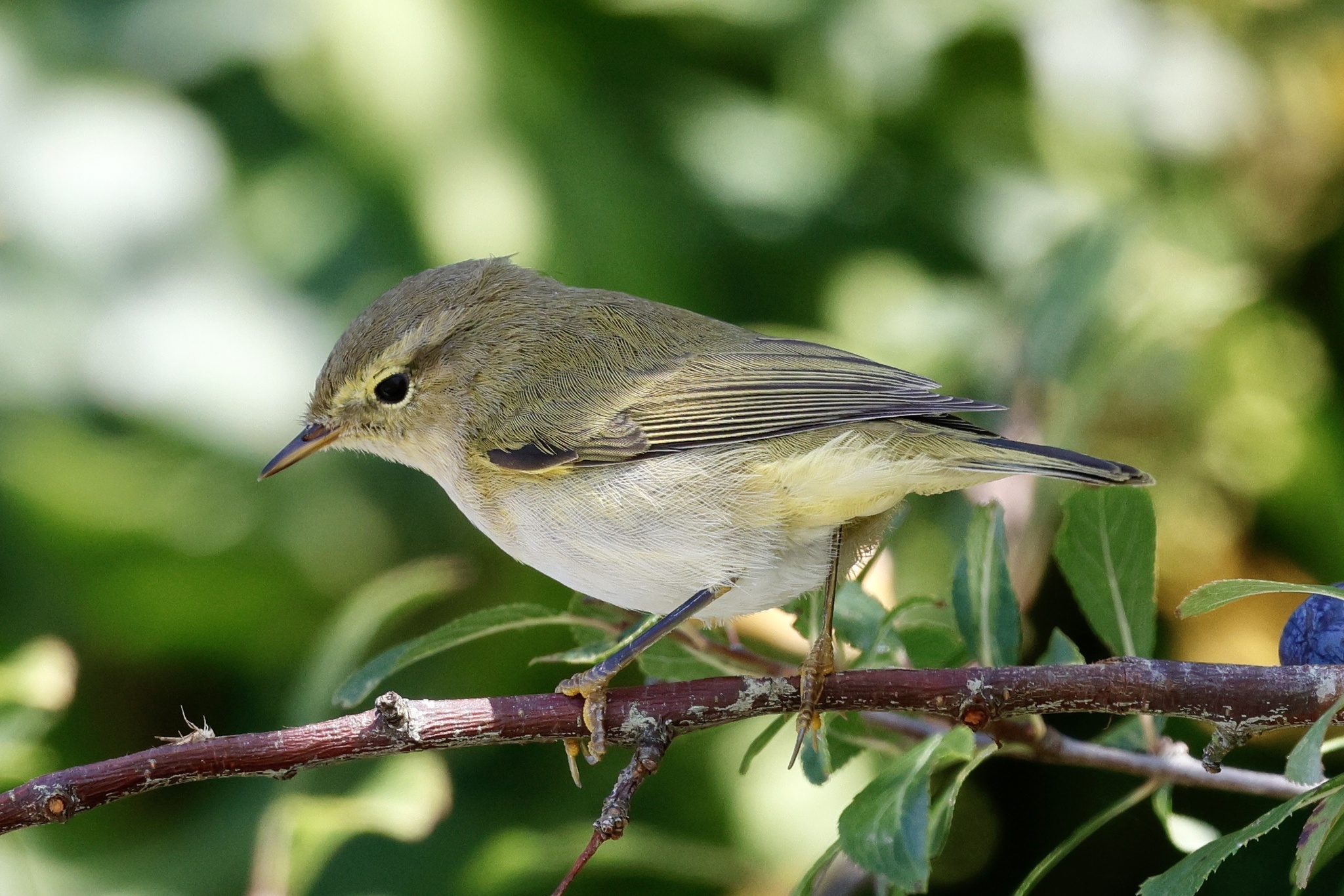 Iberian Chiffchaff (Phylloscopus ibericus)