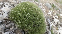 Sabulina nuttallii fragilis