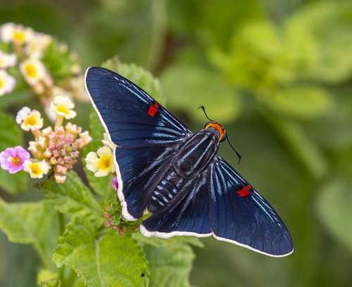 Guava Skipper