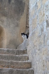 Felis catus
