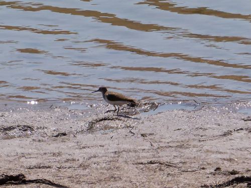Common Sandpiper