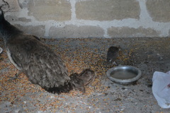 Pavo cristatus