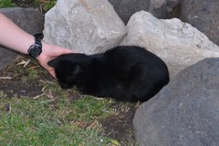 Felis catus