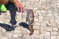 Halobatrachus didactylus