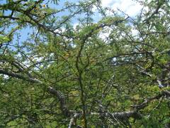Vachellia schaffneri