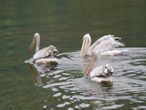 Pelícano rosado (Pelecanus rufescens)