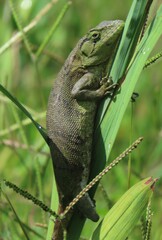 Audubon's Monkey Lizard photo 4