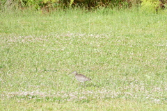 Numenius phaeopus variegatus