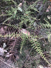 Gleichenia microphylla