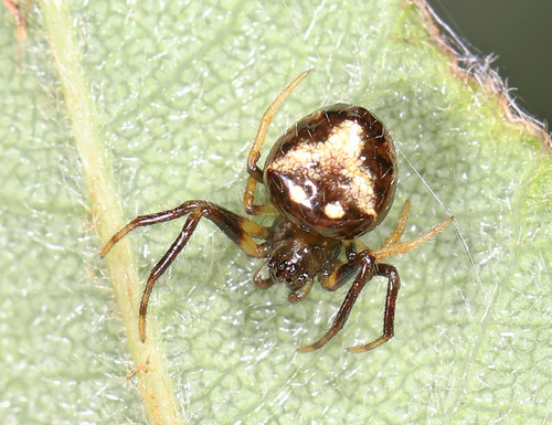 Arrowhead Orbweaver