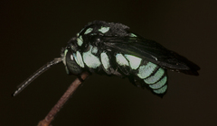 Thyreus nitidulus