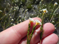 Lachnaea capitata