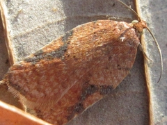 Acleris affinatana