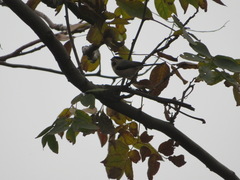 Aegithalos glaucogularis