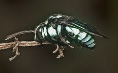 Thyreus nitidulus
