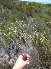 Lachnaea capitata