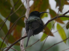 Nectarinia kilimensis