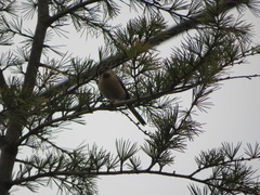 Aegithalos glaucogularis