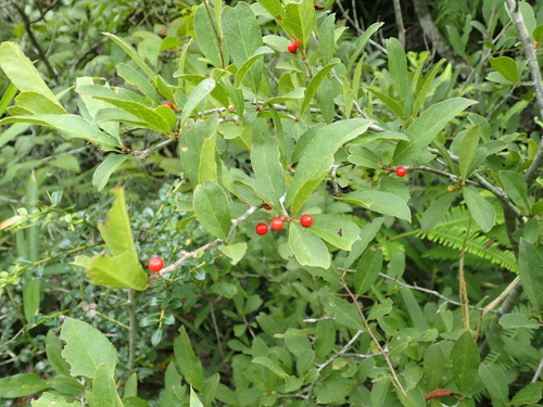 Ilex nipponica iNat (2)