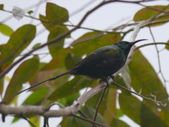 Nectarinia kilimensis