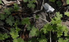 Ranunculus japonicus propinquus