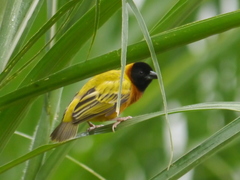 Ploceus melanocephalus