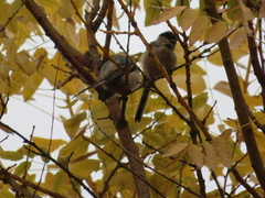 Aegithalos glaucogularis