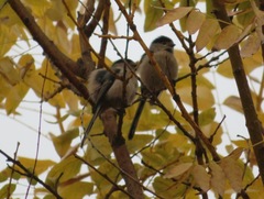 Aegithalos glaucogularis