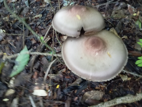 almond mushroom (Agaricus subrufescens)