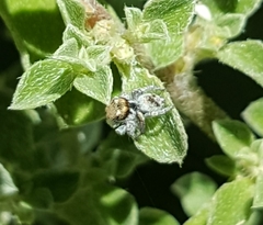 Maratus albus