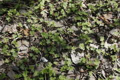 Ranunculus japonicus propinquus