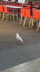 Chroicocephalus novaehollandiae novaehollandiae