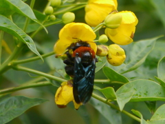 Xylocopa flavorufa