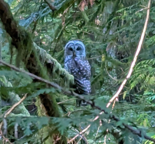 Barred Owl